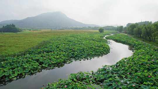 杭州湘湖十里荷塘风景航拍