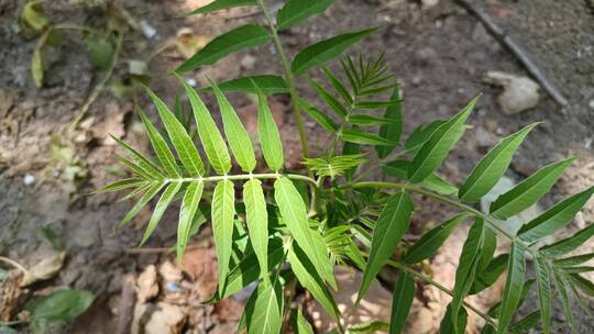 绿植实拍