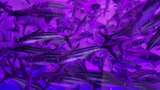 水族馆的鱼高清在线视频素材下载