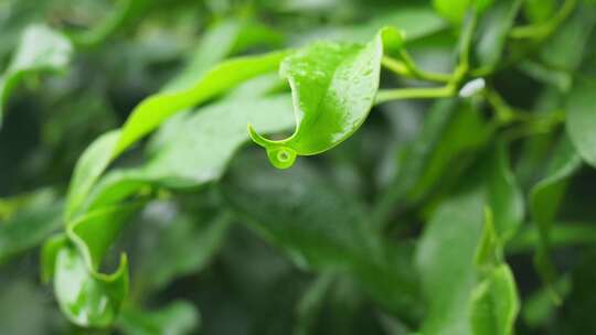 下雨天桂花树金桂八月桂花植物水滴升格