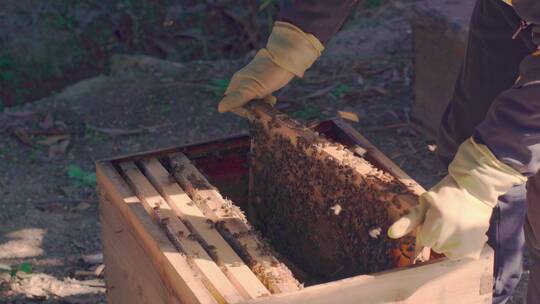 中蜂蜂农查看蜂群取蜂蜜
