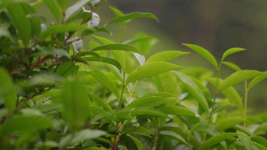 带水珠的鲜嫩绿叶特写茶叶