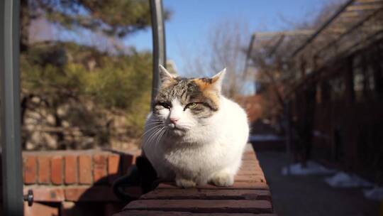 猫在阳台休息晒太阳视频素材模板下载