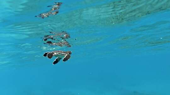 在蓝色海洋中游泳的小海龟-水下拍摄