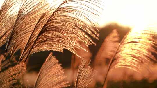 郊外野草风吹草动夕阳西下素材