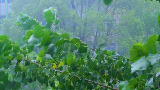 树枝树叶狂风暴雨刮风下雨倾盆大雨下雨天雨