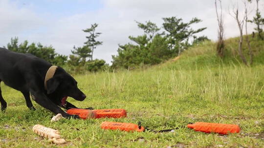 警犬在户外进行训练