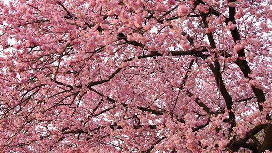 武汉东湖樱花园粉色樱花技头移动汇总