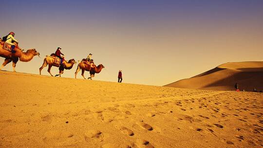 新疆沙丘沙漠骆驼队