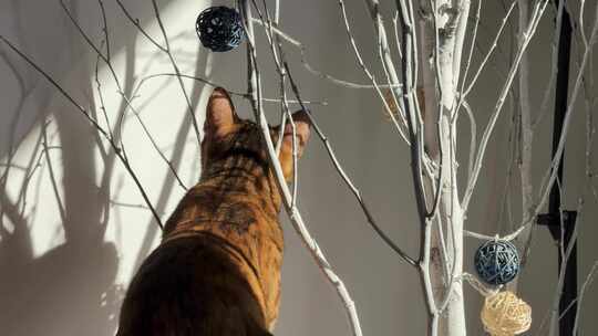 家里午后调皮的猫咪玩树枝