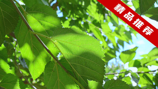 夏天树叶光线透过树叶夏至唯美空境