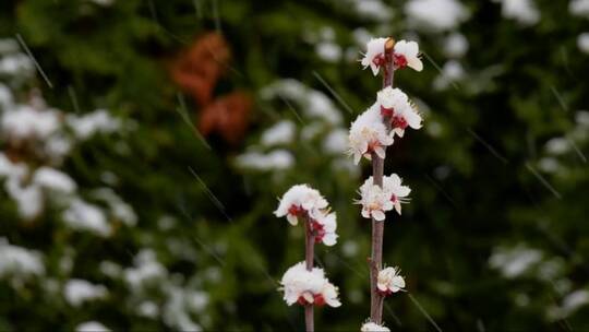 雪中开花的杏树