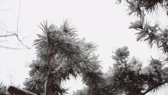 松树松针上的积雪和飞舞的雪花飘落4视频素材模板下载