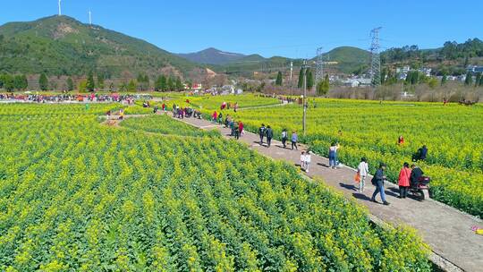 安宁市螳螂川油菜花海航拍