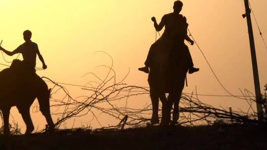 印度普什卡尔骑骆驼人们的剪影