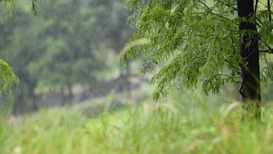 雨落在植物叶子上