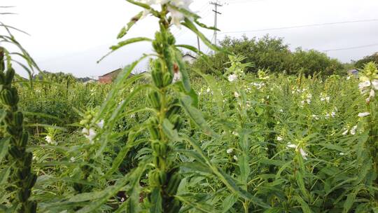 农村种植芝麻作物4k视频有机芝麻