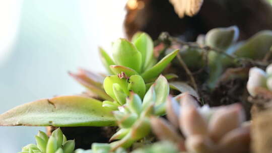 植物 绿色 盆栽 养殖