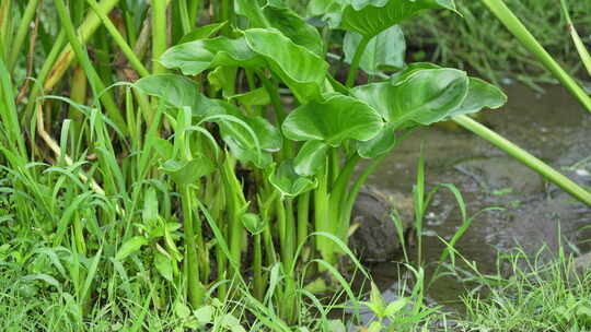 水生植物绿植植物大溪地