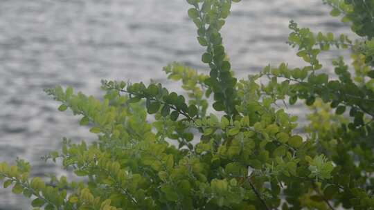 秋天湖边的绿色植物