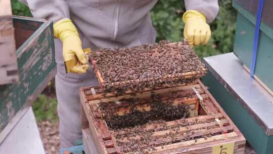 养蜂人养殖蜂蜜取蜂蜜