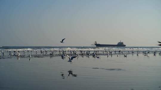 大海渔船海鸥