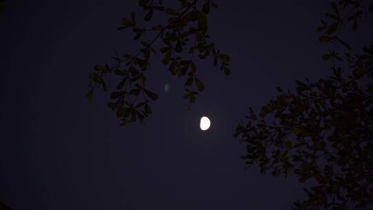 月亮树林弯月树木风吹树叶森林夜空天空黑夜