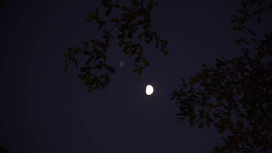 月亮树林弯月树木风吹树叶森林夜空天空黑夜视频素材模板下载