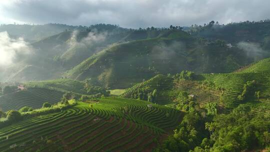 云雾下的茶山茶园