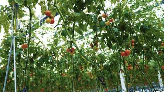 现代化蔬菜种植大棚视频素材模板下载