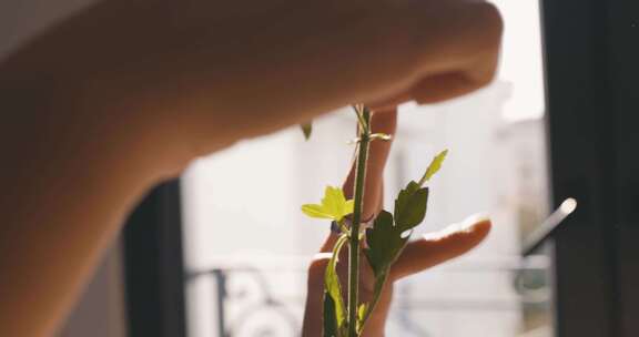 人从茎上取下叶子的特写视频