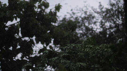 小雨微风中树叶在摇摆视频素材模板下载