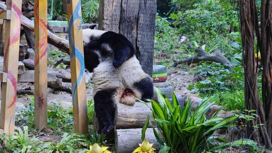 2025广州长隆大熊猫国庆倚靠木头休息场景