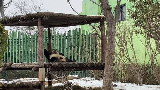 山东泉城欧乐堡动物王国，老虎、熊猫、袋鼠