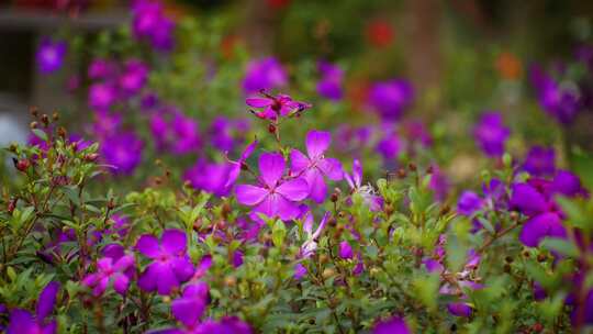 紫色花朵盛开