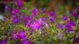 紫色花朵盛开高清在线视频素材下载