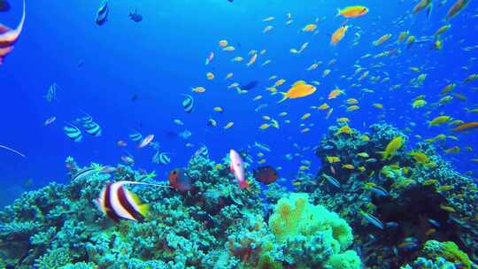 4K水下奇观、海底世界、鱼群、多彩鱼群