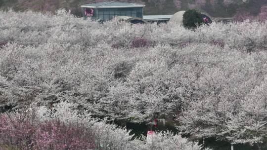 孤柏渡飞黄旅游区樱花园鲜花盛开