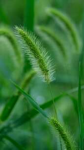 生机勃勃的狗尾巴草