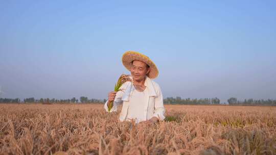 稻谷丰收  粮食丰收 生态农业