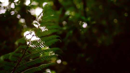 摇摄阳光透过蕨类植物