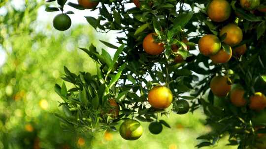 摇摄果园里挂满橙子的橙树
