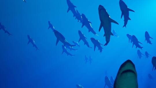 鲨鱼 大白鲨 食人鲨 鲨 凶猛鲨鱼拍摄集锦视频素材模板下载