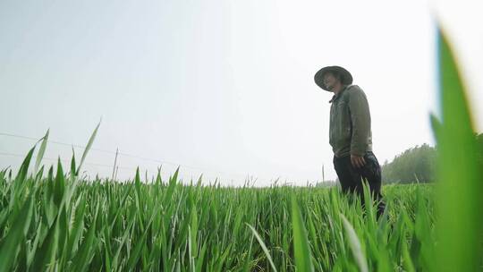 东北农民站在田野上看远方希望田野农民劳作