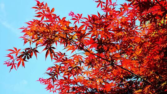 秋天阳光红叶五角枫红枫鸡爪槭枫叶枫树视频素材模板下载