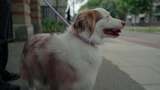 宠物小狗萌宠在城市户外散步高清在线视频素材下载