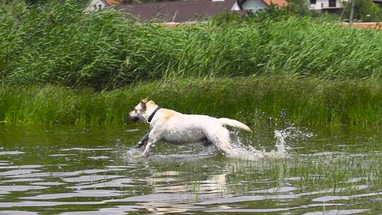 狗狗在水里奔跑
