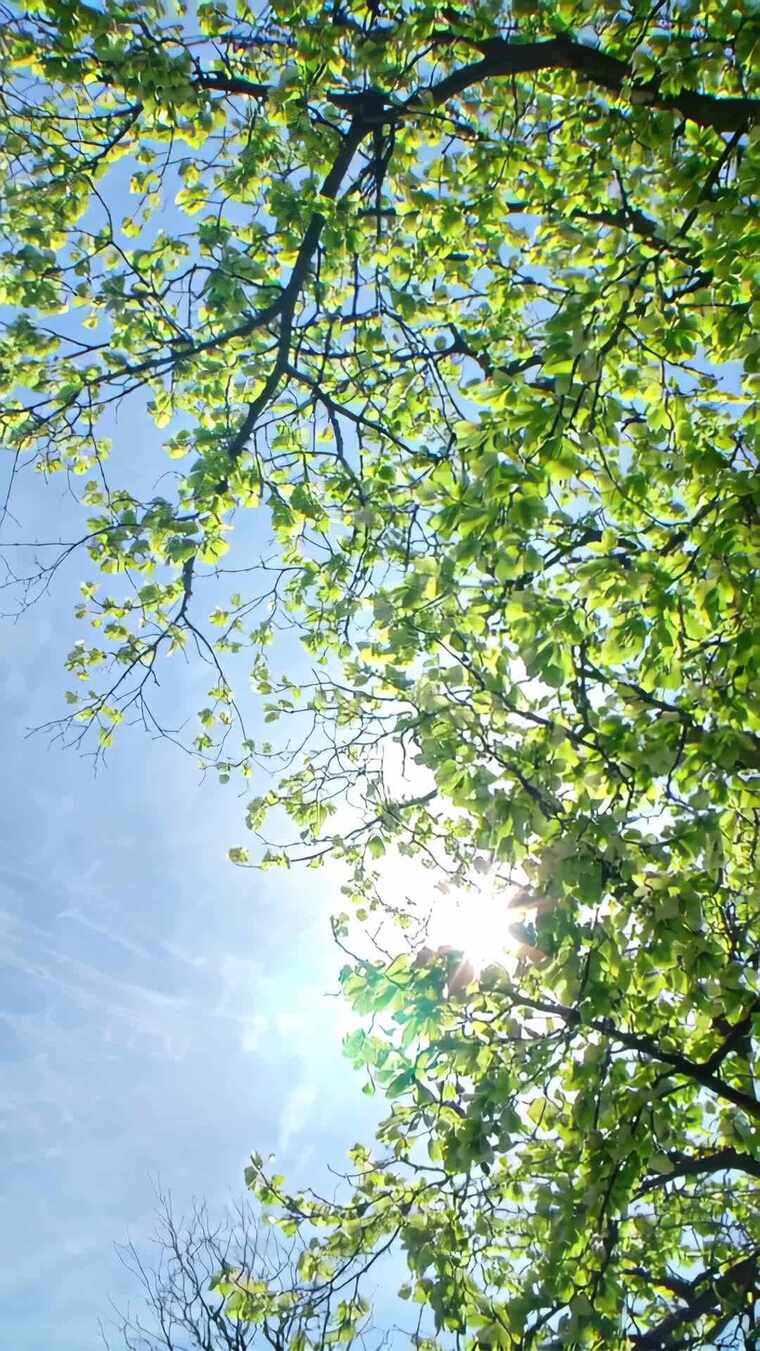 阳光透过树叶洒下景象