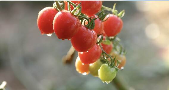 西红柿  小番茄  千禧圣女果 大棚种植 合集
