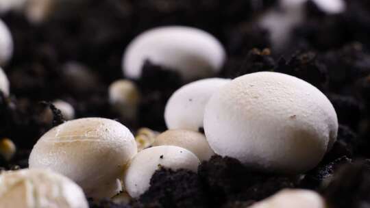 蘑菇生长过程延时视频视频素材模板下载